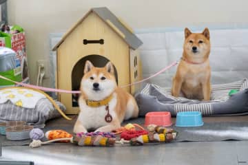 『シバのおきて』“エスパー犬”はフィクションではない？　『シバONE』編集部の団結に拍手