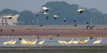 渡り鳥がもたらすエコツーリズム、「バードウォッチング＋」融合業態が発展―中国