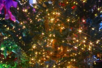 大人気イルミネーション★「第22回 Lighting Bell in NOTOGAWA」開催！ 公園が光のベールに包まれる9日間【12月13日〜21日/東近江市】