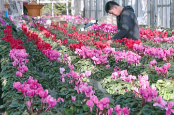 神奈川・秦野でシクラメン咲き誇る　県内屈指の産地、天候不順も順調に生育