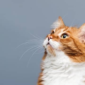 びっくり仰天！過去に英国紙上で報道された「超変わりもの」猫たち