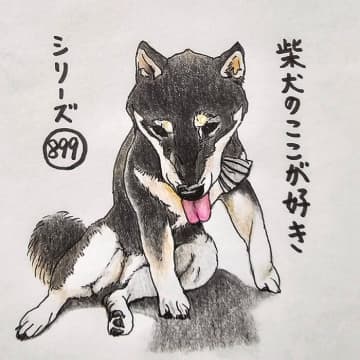 柴犬あるある、黒柴は夏が特にツラいとこ｜連載「ここ掘れここ柴」vol.300
