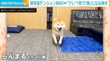 テンションMAX→“ある1枚のカード”を見た瞬間「無」になる柴犬が話題「目から光が消えるの草」「スンってなるのたまらなく可愛いw」