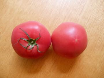種が出ない〈トマトの切り方〉を検証してみた！もうサラダ、水っぽくなりません