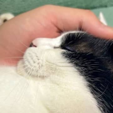 夫の腕の中で幸せそうに眠る猫ちゃん…目撃した妻が残した『コメント』に共感する人続出「嫉妬しちゃうねｗ」「かっわいい」と１万いいね