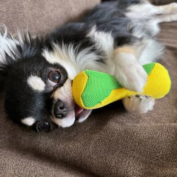 犬がしっぽを振るしぐさの意味は？ 犬のしっぽの振り方で気持ちを読み解く