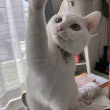 猫も“声変わり”する？ 子猫のときと比べて鳴き声が変わる理由を獣医師が解説