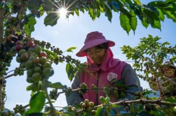 雲南省にコーヒーの収穫シーズンが到来―中国