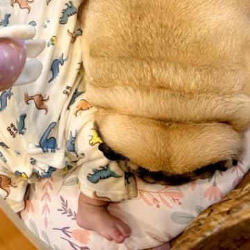 寝ている赤ちゃんの横に来た犬→どうしてもそばにいたくて…まさかの『強引すぎる添い寝』が18万表示の反響「貫禄ある守護神」「可愛すぎる」