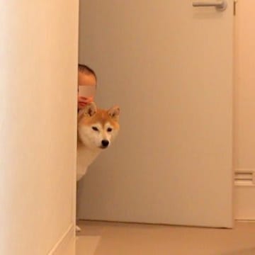 実家に『熱が出た甥っ子』のお見舞いへ→連れて行った犬が…まさかの『面倒を見る光景』に反響「なんて優しいの…」「可愛いが渋滞してる」