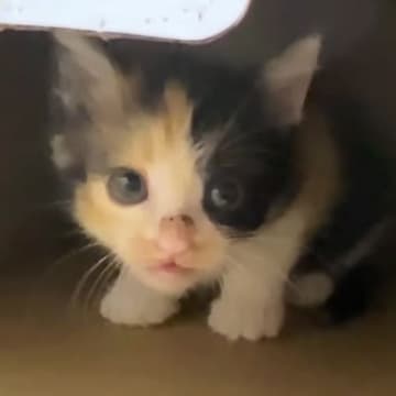 出れるはずのないケージから『脱出していた保護子猫』…後に判明した『まさかの方法』に驚きの声「ポテンシャル高すぎるｗ」「すごい賢い」