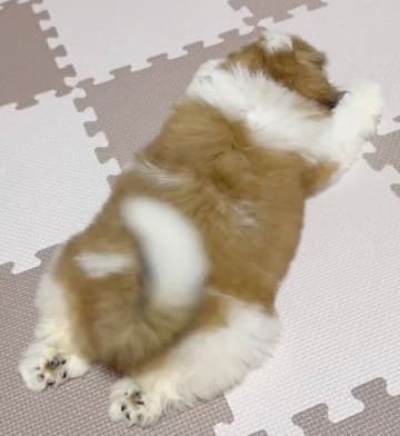 遊び疲れた生後2カ月のシー・ズー子犬が短い足で“ペタン”とひと休み　天真爛漫なしぐさにキュン！