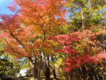 【秩父市】息をのむ美しさ！秩父鉄道で巡る絶景紅葉スポット3選