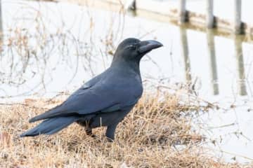 京都市動物園が「白いカラス」動画公開して反響　「ホントに居るんだ…」「なんと美しい」「神の使い」