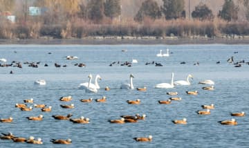 自然保護区が渡り鳥の楽園に　中国・甘粛省張掖市