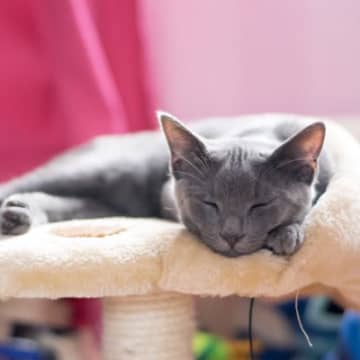 幸運の猫とされている『コラット』はどんな猫種？　性格や特徴、歴史に至るまでご紹介