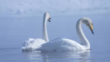 湿地公園に舞うハクチョウ　中国新疆イリ・カザフ自治州