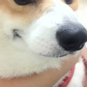 初めてのワクチン接種を受ける犬→気丈に振る舞っていたけれど…動揺が顔に出てしまう光景に1万いいね「目が物語ってるｗ」「よく頑張った」の声
