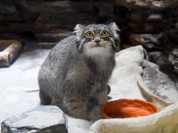 神奈川で唯一のモフモフのかわいさ　横浜の動物園にマヌルネコが仲間入り