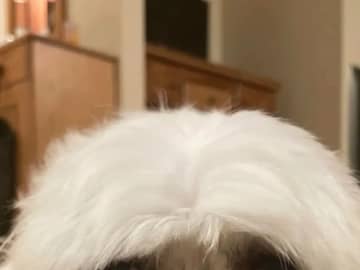 「うちの犬、白アザラシにそっくりなんだよね」　誰もが納得した『2枚』がコチラ「私の犬も同じポーズをする」