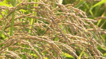 【コメの価格はどうなる？】今シーズン主食用米の予想収穫量「この5年の間では2番目に多い」前年より約6％増加の49万6000トンになる見通し＿今後の価格は「まだ見通せない」北海道農政事務所が発表