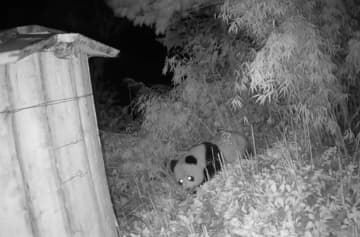 野生のパンダが初めて「パンダ小屋」を訪れる―中国