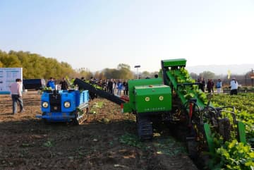 中国初の生産型ハクサイ無人農場が稼働開始、1台の収穫機が50人分の作業効率を実現