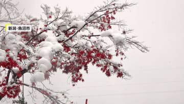 紅葉に雪化粧も…今季一番師走並み冷え込み　九州でも氷点下…今シーズン初氷も