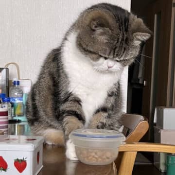 猫が机の上のものなどを落とすのはなぜ？　理由や対処法を獣医師が解説