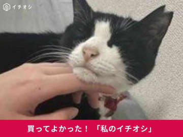 ロイヤルカナンの「インドア7+」は7歳からの中高齢猫用フード！ミックス猫・ソナちゃんがぺろっと完食♪（20代女性）