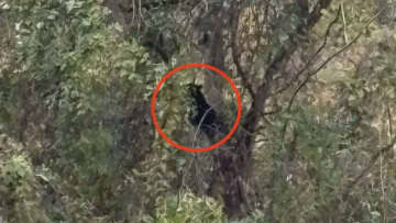 上市町で初のクマ「緊急銃猟」発令 「バックストップが確保できず」発砲はなし