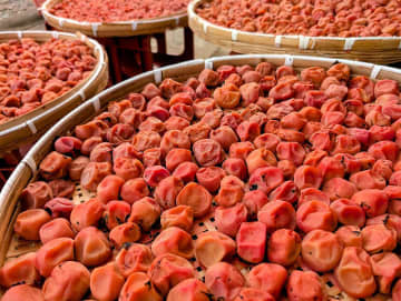 梅干 値上げの秋再び 産地維持へ苦渋の決断 国産不作・中国産コスト高