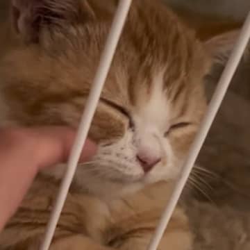 寝るときはケージの中が好きな子猫→隣に行って"なででみる"と…『たまらない光景』が45万再生「なんか涙が出てきた」「一瞬で癒された」