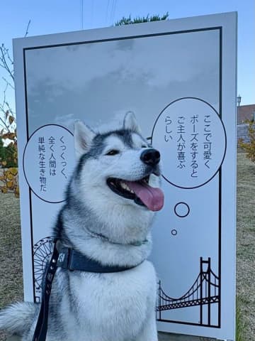 「ぐうの音も出ないとはこのことか」　あざとさ限界突破のハスキーに21万人おてあげ