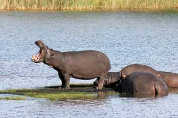 「観光客は離れて」南アフリカで“巨大カバ”が目撃され→写真をパシャパシャ……地元民からは注意を促すコメントも