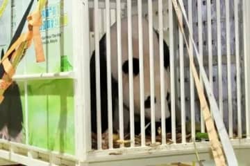 中国のパンダ「辰星」と「暁月」がマレーシアに到着