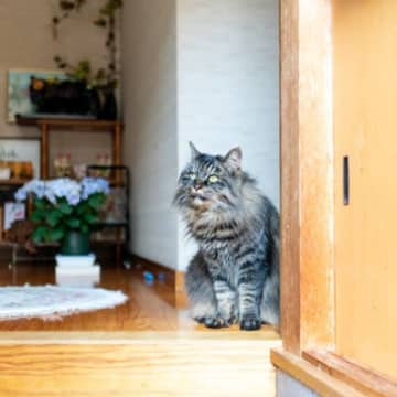 『猫が暮らす家』を訪ねるときのマナー5選　不快な思いをさせないために心がけるべき配慮とは