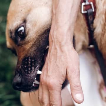 犬が『人に噛みつく』理由9選　噛み癖がついてしまう要因や止めさせるためにすべきことまで