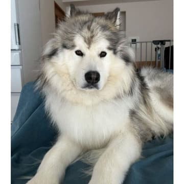 飼い主と目が合った瞬間ニコッ！　アラスカン・マラミュートの表情の変化が可愛すぎる