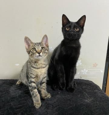 保護猫カフェで仲よく過ごしていた2匹の子猫をお迎え→「幸せにするつもりでお迎えしたのに」感謝の想いが溢れる