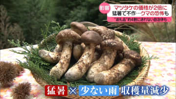 不作に加えクマ出没も影響…国産マツタケ価格が2倍に　“返礼品”約4割に送れない自治体も