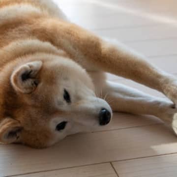 犬が『ぐーんと伸びをする』心理4選　主な理由やしきりに体を伸ばすときの危険な病気まで