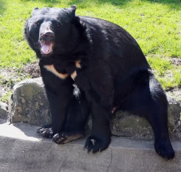 Ｊ２秋田が本拠地でのクマ対策を発表「蚊取り線香」などで万全の準備進める