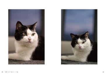 3本足の猫ふく、運送会社の“広報部長”に大出世　救助から8年…SNSで大人気の姿が書籍化