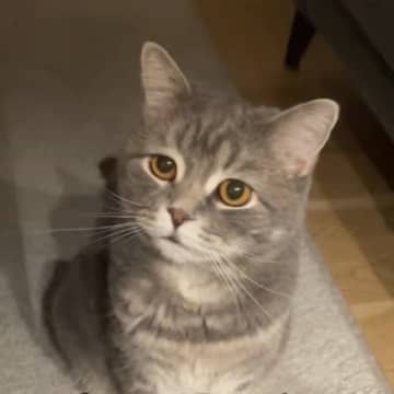 夜遅くまで起きていたら、『様子を見に来た猫』…胸がきゅっとなる『愛おしすぎる表情』が170万再生「心なしか心配してる目つきｗ」「泣いた」