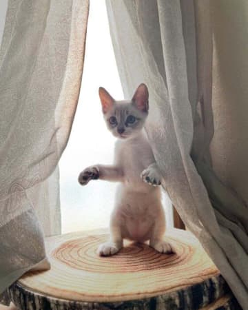 生後2カ月の人懐っこい保護子猫と家族に→2年後、「別の猫かな？」と思うほど模様が変化した姿にほっこり！