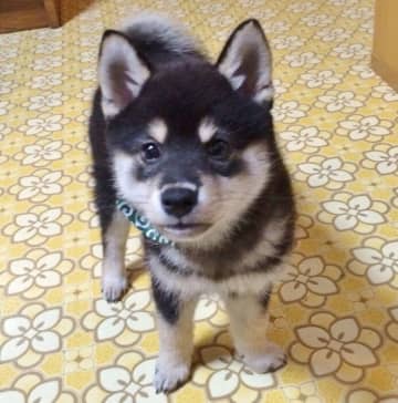 あどけない柴の子犬を家族に迎えて“可愛い”の一言　11年の月日を経て“かけがえのない宝物”に