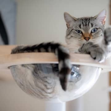 猫にとっての『ベストポジション』に設置したい4つのアイテム　快適に過ごしてもらうためのコツも解説