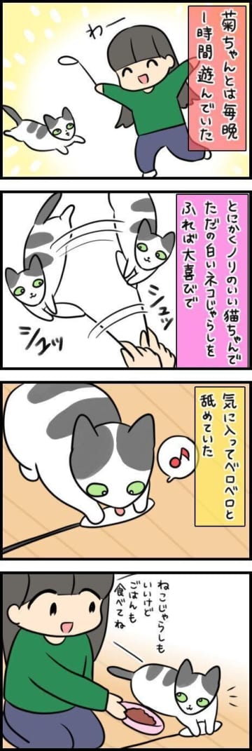 部屋を出ると…猫が必死に追いかけてくる！可愛すぎる別れ際の攻防戦【連載】もふもふスコたん#361