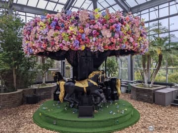 秋バラは今が見ごろ　八千代市の京成バラ園で「ローズフルバケーション」【お出かけ情報】